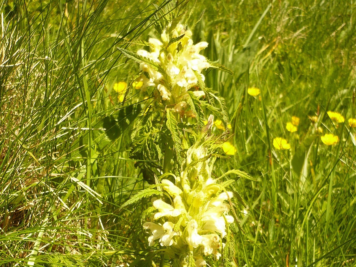 Pedicularis foliosa (Orobanchaceae)